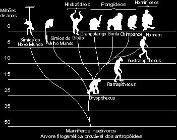 Teoria