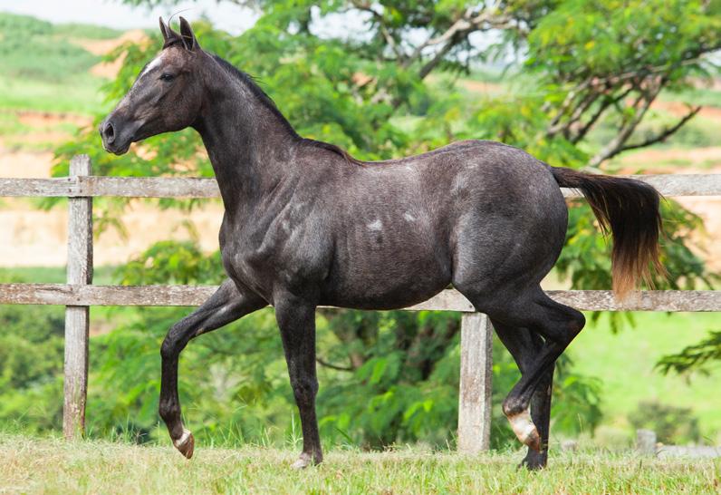 04 LOTE WICKED SPECIAL Fêmea Tordilho 23/09/2017 Reg. em andamento Vendedor: CONSIGNADO LUB PF CORRIDA 2020 PF TRABALHO 2021 PF VAQUEJADA 2022.