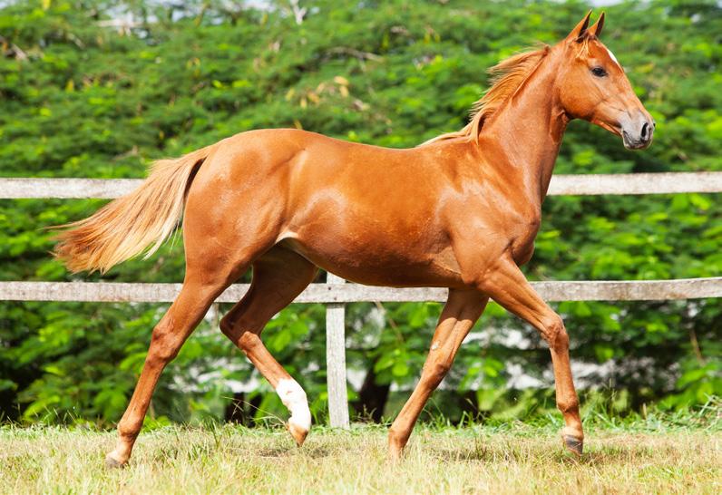 05 LOTE DELICATE GOLD Macho Alazão 20/10/2017 Reg. em andamento Vendedor: CONSIGNADO LUB PF CORRIDA 2020 PF TRABALHO 2021 PF VAQUEJADA 2022.