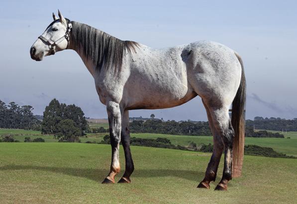 LOTE 05B XEISADREAM QM Fêmea Tordilho 15/07/2012 X001728 Vendedor: HARAS DA DIRETORIA ROYAL QUICK DASH THISISADREAM FIRST DOWN DASH HAREMS