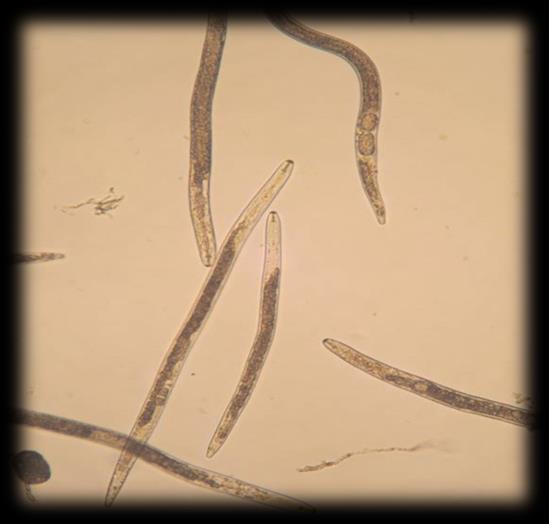 NEMATOIDE DAS