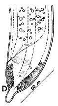 Xiphinema elongatum (três à esquerda) e X.