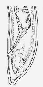 ) Xiphinema surinamense: sistema reprodutor