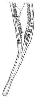 hemisférica; X. paulistanum: cauda típica; e X.