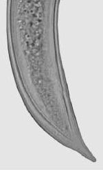 (esq. ) Xiphinema ensiculiferum: sistema