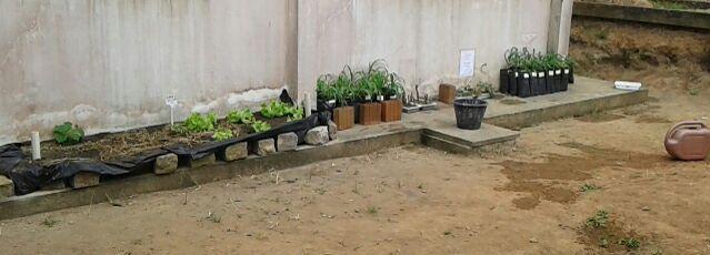 Produção de mudas de plantas medicinais, em bandejas e sacos de polietileno, pelos estudantes do curso Técnico em Agropecuária da Escola