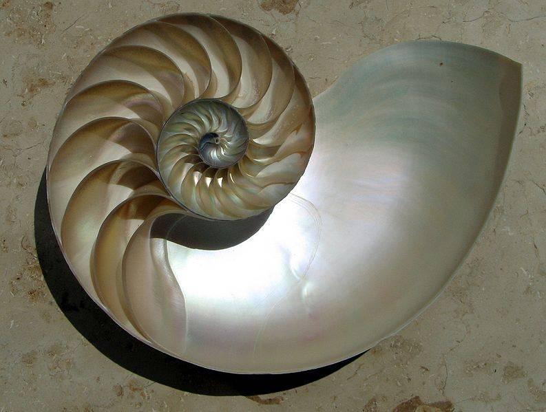 CRESCIMENTO GNOMÓNICO (Nautilus Pompilius)