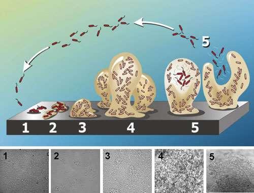 Fatores de amplificação - Biofilmes Protecção contra: Radiações UV Fagocitose Desidratação Predadores Antimicrobianos Os