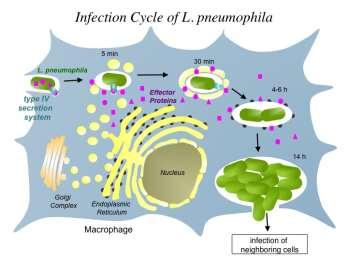Legionella de organismo ambiental a agente patogénico acidental As legionelas evoluíram no