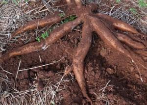 07/09/2016 O agricultor já pode plantar um tipo de mandioca apropriada para vender para a indústria A BRS CS01, foi desenvolvida pelos pesquisadores da Embrapa.