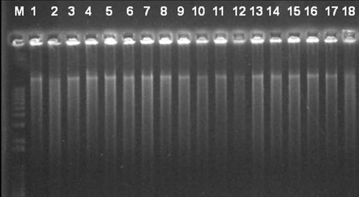 43 4. RESULTADOS E DISCUSSÃO 4.1 - Clonagem e sequenciamento dos genomas virais 4.1.1 - Amplificação dos genomas virais completos O DNA viral a partir das amostras de plantas daninhas foi amplificado via RCA.