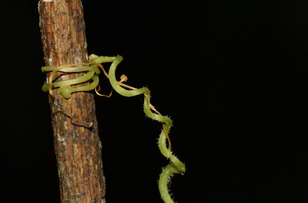 Algumas espécies de Cissus