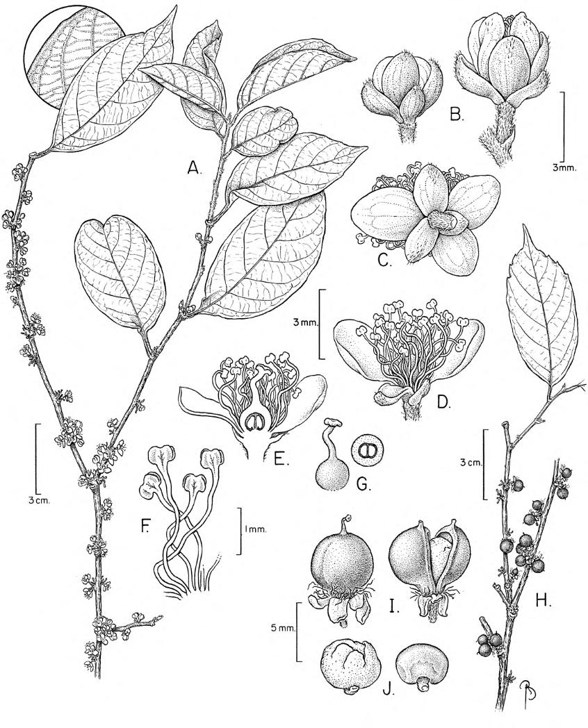 Dilleniaceae flores bisexuais, geralmente 6-meras estames numerosos ovário