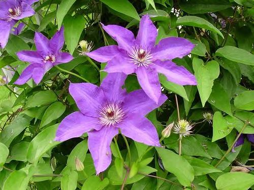 Clematis