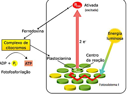 2019 REVISÃO EMESCAM - Outras técnicas de estudo das células 1) Fracionamento celular - etapas: 1 o = maceração das células (usando instrumento como cotonete) (e homogeneização) 2 o = centrífuga