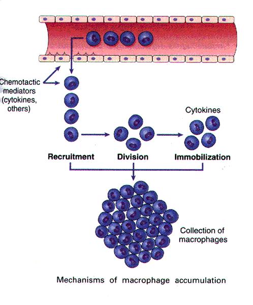 Os macrófagos são as principais células da inflamação crônica e acumulam-se no foco inflamatório por três mecanismos: 1 Quimiotaxia 2- Proliferação de
