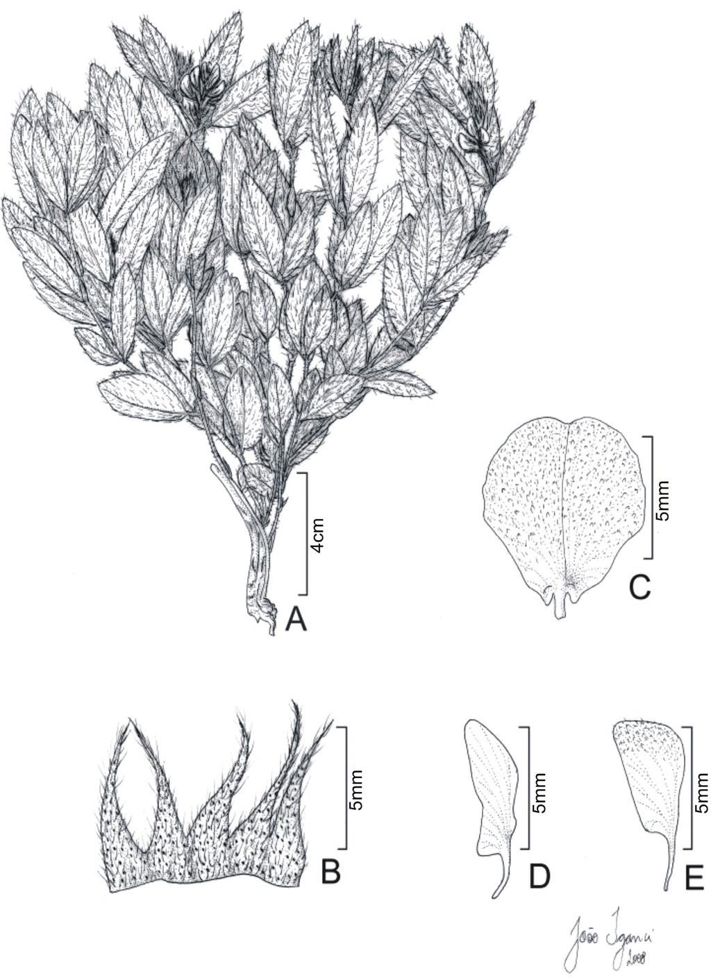 358 Rogalski & Miotto Figura 4. Eriosema crinitum var. pulchellum, A. Hábito.