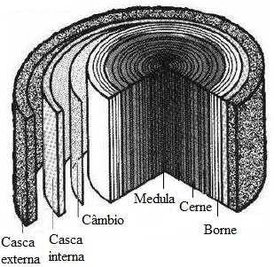 1 Madeira Fonte de Pasta A maioria das fibras celulósicas utilizadas na produção de papéis de impressão e escrita têm origem em madeiras de folhosas ou resinosas cuja morfologia e composição química