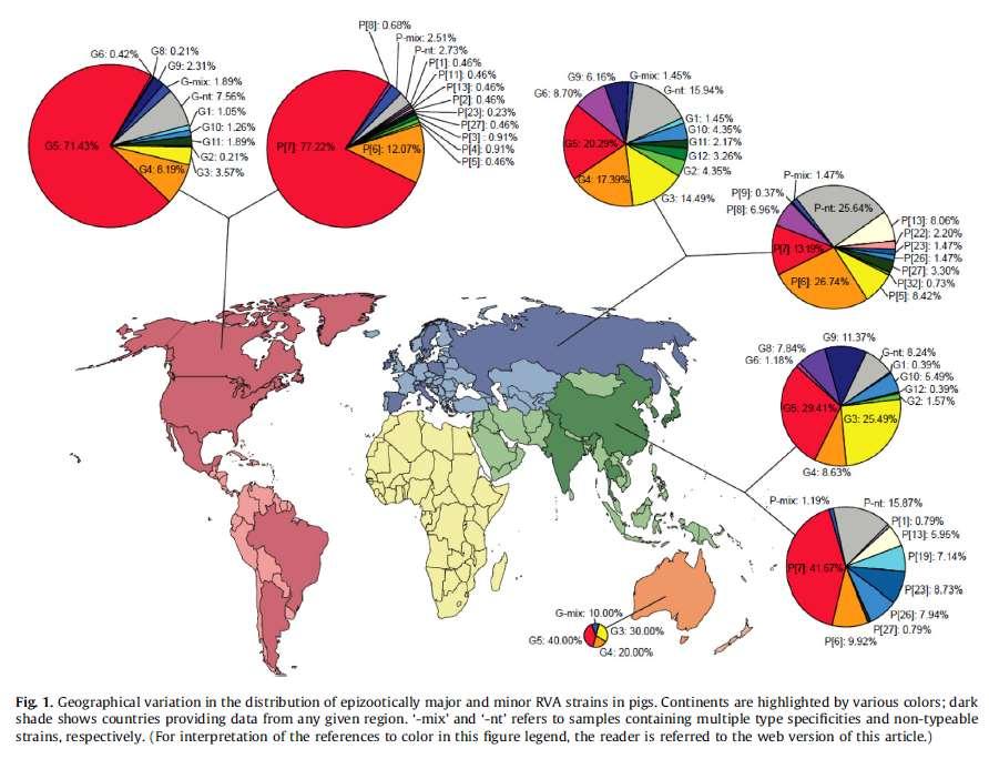 Genótipos de RV-A em suínos: 12 G (G1-G6, G8-G12, G26 ) 16 P (P[1]-P[8], P[11], P[13], P[19], P[23], P[26], P[27],