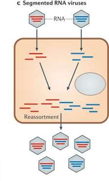 Reassortment (Rearranjo dos segmentos gênicos) 2 vírus diferentes infectam uma célula A B Replicação dos vírus: Formação de cópias do genoma Síntese das proteínas