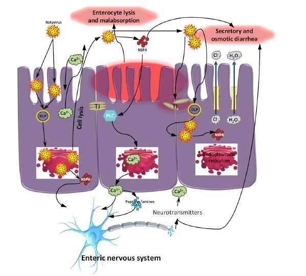 Ca ++ induz aumento da secreção de Cl - Aumenta secreção de água pelas células intestinais Vlasova et al 2017. doi:10.