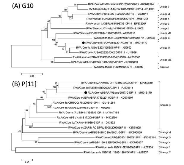 Longitudinal surveillance of rotavirus A genotypes circulating in a high milk yield dairy cattle herd after the introduction of a rotavirus vaccine Vacas