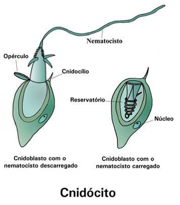 Cnidários ou Celenterados Cnidoblastos Células que liberam