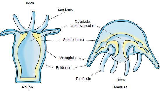 Cnidários ou Celenterados Cavidade digestiva Cavidade gastrovascular: ou