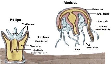 Cnidários ou