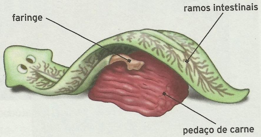 Platelmintos Organização e Funcionamento Carnívoras animais vivos ou mortos; Faringe trituração mecânica; Ramos intestinais; Células