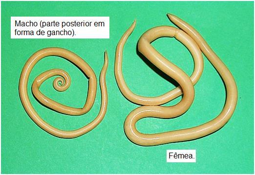 Respiração: Vida livre = oxigênio; Parasitas = anaeróbios/fermentação; Reprodução Dioicos: Nematelmintos