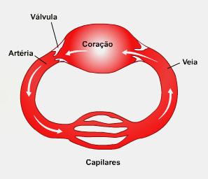 Novidade evolutiva: