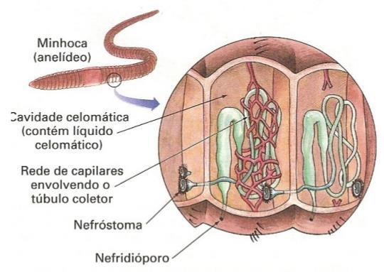 Anelídeos Organização e funcionamento Sistema excretor;