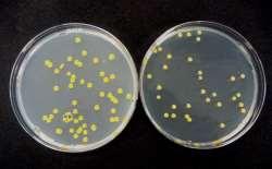 Metodologia FASE 1: capacidade bactericida Preparo da calda do produto Adição da suspensão de X. citri (10 6 ufc/ml) Suspensão de X.