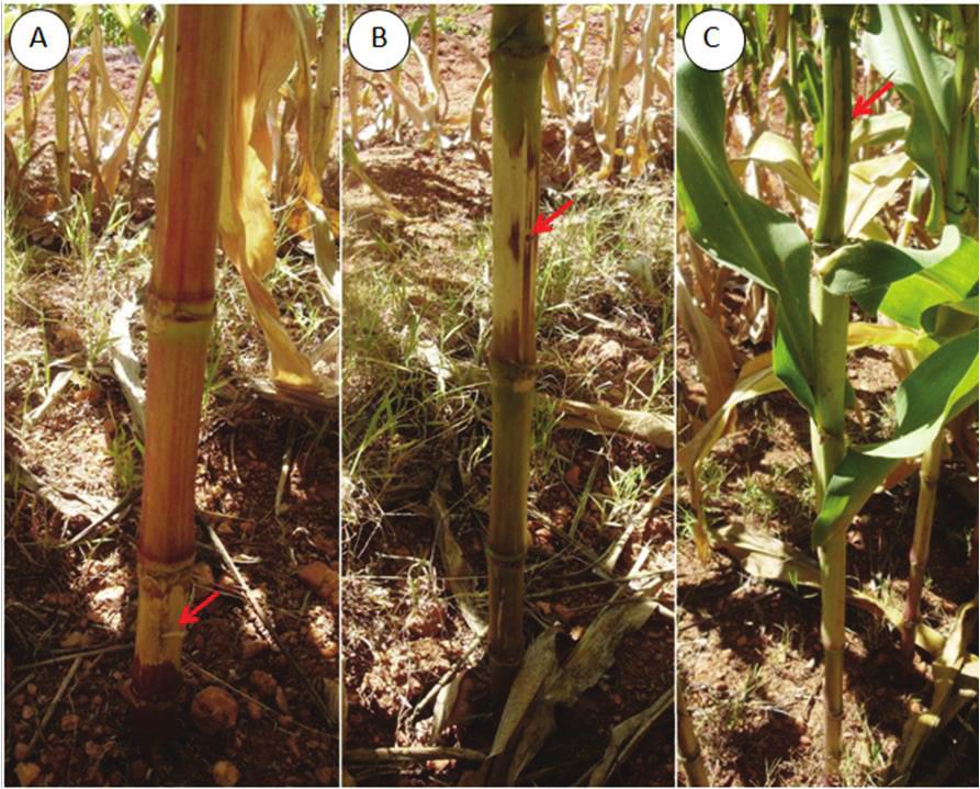 4 Desenvolvimento de metodologia para inoculação de Colletotrichum graminicola em colmo de milho Figura 1.