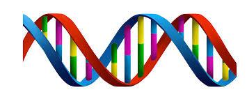 Problema A DNA A Biologia computacional trabalha com a representação do DNA em cadeias de genes e estuda transformações genéticas que podem ter ocorrido, ao longo dos séculos, nessas cadeias.