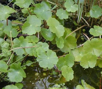 Ludwigia sedoides Bacopa