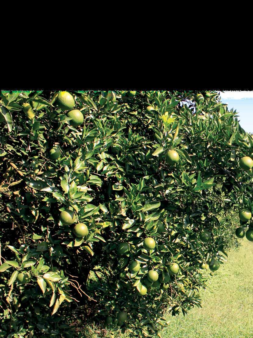 CAPA ESTUDO DE CASO 1 CUSTO DE PRODUÇÃO DE LARANJA NA REGIÃO SUL CITRÍCOLA Mesmo com bons preços, baixa produtividade limita ganhos em 2010 O produtor da Fazenda 1, que é acompanhada pela Hortifruti