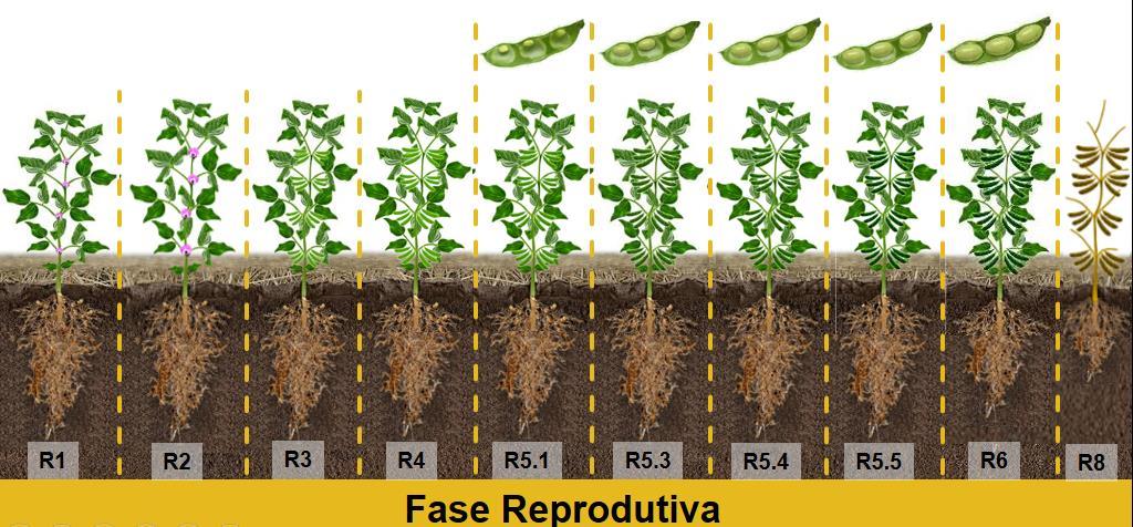 Tratamento fitossanitário: Fungicida Inseticida Adjuvante R1 Orkestra Acefato R1-R2 Ativum Zignal Oxicloreto de cobre Acefato R3-R4 Fox Oxicloreto de cobre R5.