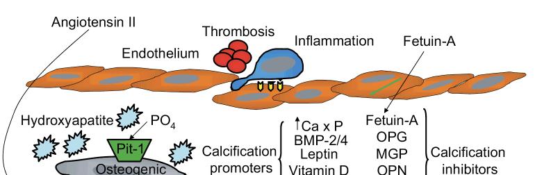 Schiffrin, E.L. et al.