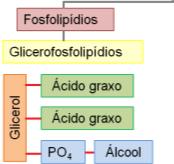 Principais tipos de Lipídeos