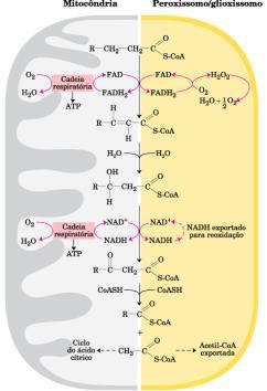 β oxidação pode ocorrer em outras organelas!