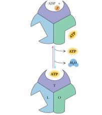 Alterações Conformacioanis da ATPsintase Saldo Energético