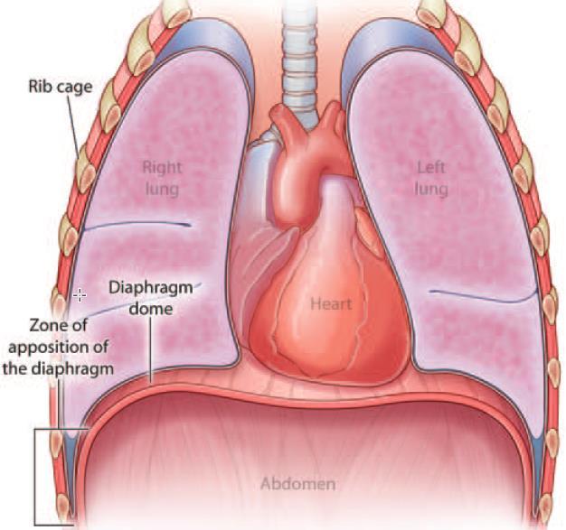 Avaliação do Diafragma nas doenças neuromusculares Provas de função pulmonar Espirometria