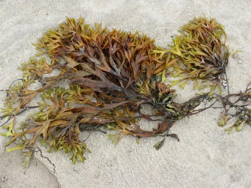 PESCA: IMPORTÂNCIA DOS OCEANOS COMO FONTE DE RECURSOS TEXTO 2: RECURSOS VEGETAIS (ALGAS) «As algas sempre foram importantes para o sustento e a cultura humanos.