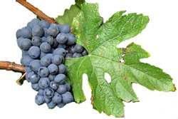 PRINCIPAIS CASTAS Pinotage A Pinotage é sem dúvida a uva tinta mais emblemática da África do Sul.