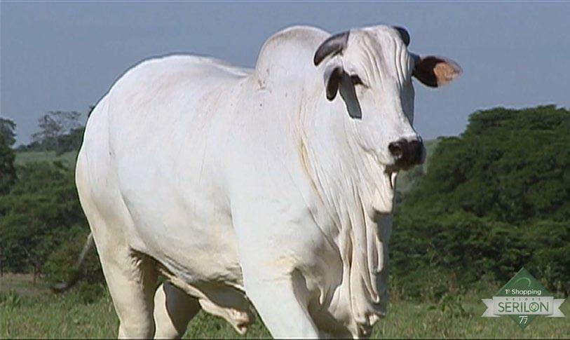 27 Fazenda Eldorado - Ronaldo Alves ASPIRAÇÃO / INDIVIDUAL Evidência FIV CGAL LIVRE ACASALAMENTO RG (DOADORA): CGAL 212 LUDY DE GARÇA TAREFA DA