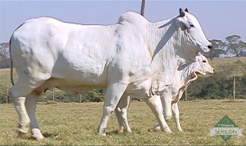 34 Fazenda Eldorado - Ronaldo Alves ASPIRAÇÃO / INDIVIDUAL Ritiene I TE JMIL LIVRE ACASALAMENTO RG (DOADORA): JMIL 1403 LUDY DE GARÇA TAREFA