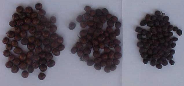 Figura 14: Amostra do lote composto submetido à secagem, com a separação manual das frações dos frutos, imersas por 2, 3 e 4 dias em