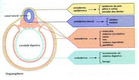 Biologia Desenvolvimento do sistema nervoso e organogênese Resumo A organogênese é a etapa do desenvolvimento embrionário onde ocorre a diferenciação dos folhetos embrionários para a formação dos